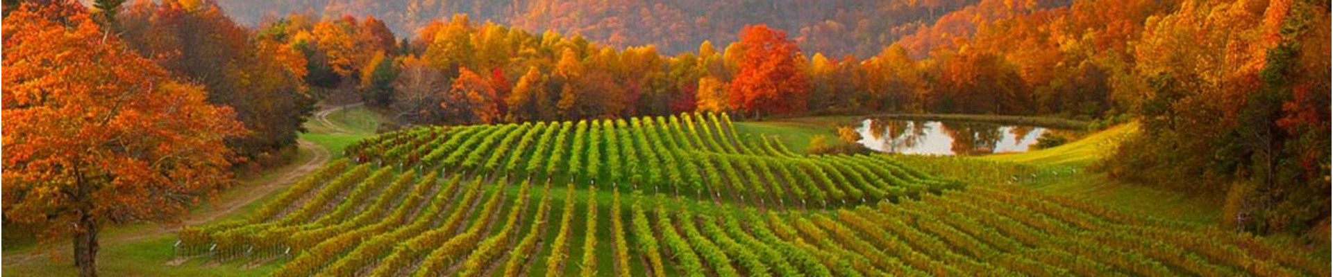 Vineyard - my white wine