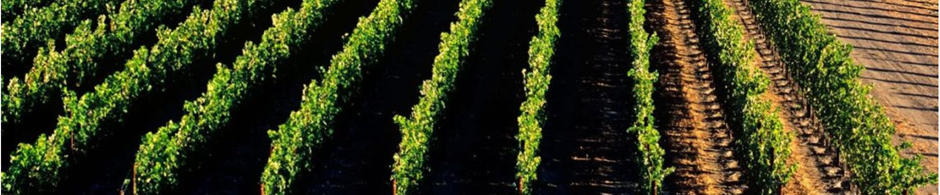 Vineyard - my red wine